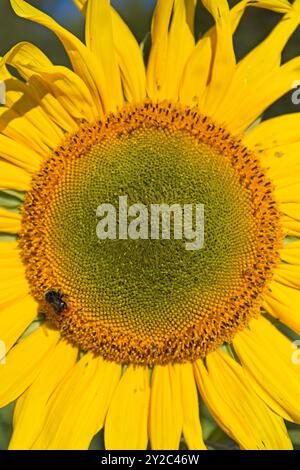 En gros plan d'helianthus annuus, également connu sous le nom de tournesol commun, est une espèce de grande forge annuelle de la famille des Marguerites asteraceae. Banque D'Images