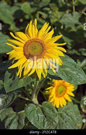 En gros plan d'helianthus annuus, également connu sous le nom de tournesol commun, est une espèce de grande forge annuelle de la famille des Marguerites asteraceae. Banque D'Images