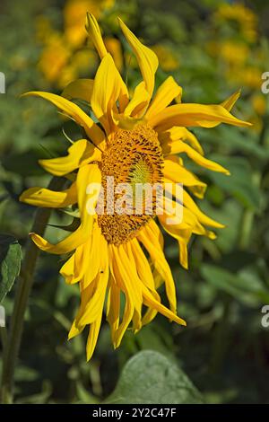 En gros plan d'helianthus annuus, également connu sous le nom de tournesol commun, est une espèce de grande forge annuelle de la famille des Marguerites asteraceae. Banque D'Images