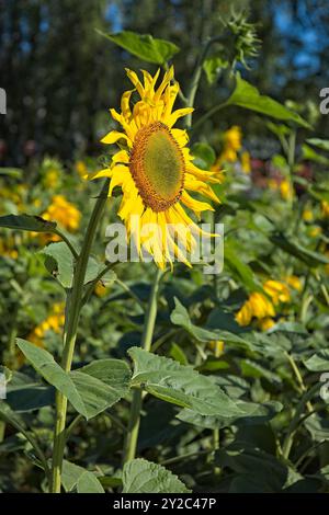 En gros plan d'helianthus annuus, également connu sous le nom de tournesol commun, est une espèce de grande forge annuelle de la famille des Marguerites asteraceae. Banque D'Images