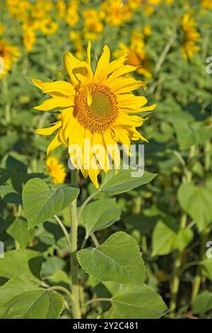 En gros plan d'helianthus annuus, également connu sous le nom de tournesol commun, est une espèce de grande forge annuelle de la famille des Marguerites asteraceae. Banque D'Images