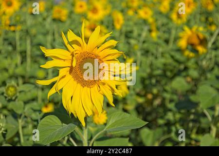 En gros plan d'helianthus annuus, également connu sous le nom de tournesol commun, est une espèce de grande forge annuelle de la famille des Marguerites asteraceae. Banque D'Images