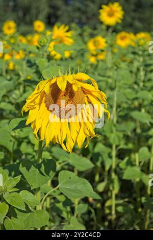 En gros plan d'helianthus annuus, également connu sous le nom de tournesol commun, est une espèce de grande forge annuelle de la famille des Marguerites asteraceae. Banque D'Images