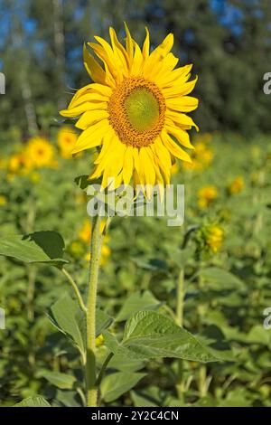 En gros plan d'helianthus annuus, également connu sous le nom de tournesol commun, est une espèce de grande forge annuelle de la famille des Marguerites asteraceae. Banque D'Images