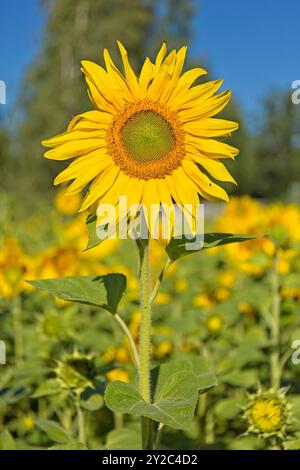 En gros plan d'helianthus annuus, également connu sous le nom de tournesol commun, est une espèce de grande forge annuelle de la famille des Marguerites asteraceae. Banque D'Images