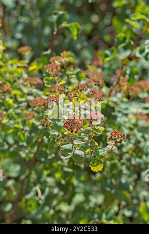 En gros plan de spiraea trilobata, connue sous le nom de bonbon asiatique, est une espèce de plante à fleurs de la famille des rosacées. Banque D'Images