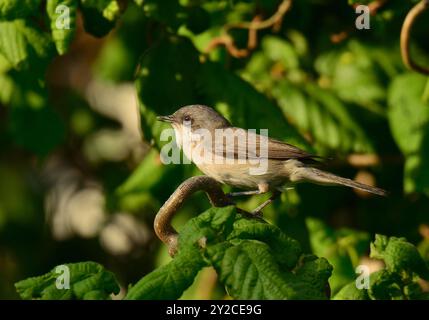 Moins de whitethroat dans un buisson Banque D'Images