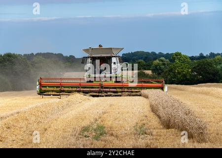 Moissonneuse-batteuse CLAAS Lexikon Otley Suffolk Banque D'Images