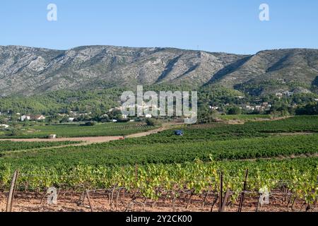 Puyloubier, France, 10 septembre 2024. Une machine à vendanger en action au milieu des vignobles pittoresques de Puyloubier, le plus grand des Bouches-du-Rhône. Nichée au cœur de la Provence, cette région est réputée pour ses vins AOC Côtes de Provence Sainte-victoire. Les vendanges se poursuivent dans le sud de la France, la machine glisse à travers des rangées de vignes luxuriantes, récoltant des fruits mûrs destinés à des vins de classe mondiale. Crédit : David GABIS/Alamy Live News Banque D'Images