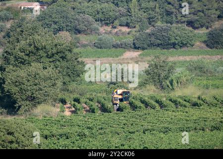 Puyloubier, France, 10 septembre 2024. Une machine à vendanger en action au milieu des vignobles pittoresques de Puyloubier, le plus grand des Bouches-du-Rhône. Nichée au cœur de la Provence, cette région est réputée pour ses vins AOC Côtes de Provence Sainte-victoire. Les vendanges se poursuivent dans le sud de la France, la machine glisse à travers des rangées de vignes luxuriantes, récoltant des fruits mûrs destinés à des vins de classe mondiale. Crédit : David GABIS/Alamy Live News Banque D'Images