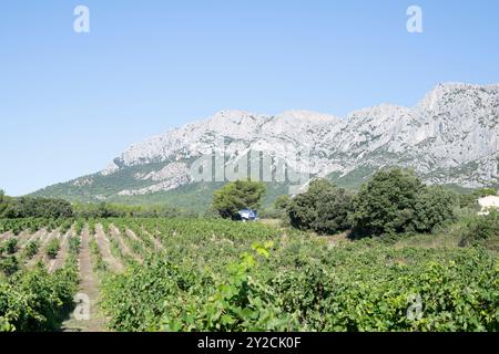 Puyloubier, France, 10 septembre 2024. Une machine à vendanger en action au milieu des vignobles pittoresques de Puyloubier, le plus grand des Bouches-du-Rhône. Nichée au cœur de la Provence, cette région est réputée pour ses vins AOC Côtes de Provence Sainte-victoire. Les vendanges se poursuivent dans le sud de la France, la machine glisse à travers des rangées de vignes luxuriantes, récoltant des fruits mûrs destinés à des vins de classe mondiale. Crédit : David GABIS/Alamy Live News Banque D'Images
