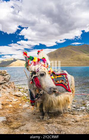 Yak tibétain blanc décoré au lac Yamdrok au Tibet, Chine. Ciel bleu avec espace de copie Banque D'Images