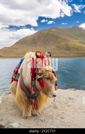 Yak tibétain blanc décoré au lac Yamdrok au Tibet, Chine, ciel nuageux avec espace copie Banque D'Images