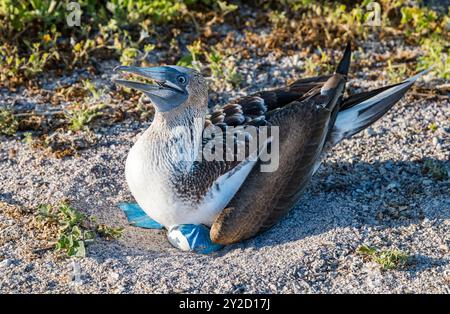 Un nain aux pieds bleus (Sula nebouxii) assis sur des œufs dans un nid, île de San Cristobal, Galapagos Banque D'Images