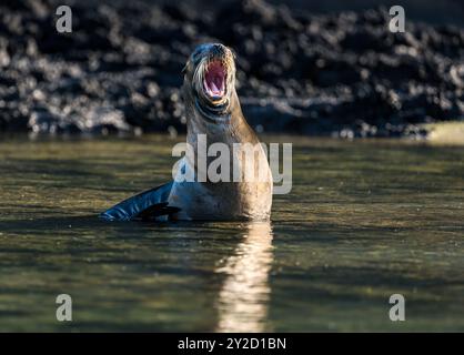 Un lion de mer des Galapagos qui lâche ses dents, (Zalophus wollebaeki), île de San Cristobal, Galapagos Banque D'Images