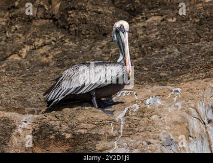 Pélican brun (Pelecanus occidentalis) sur un rebord rocheux, île San Cristobal, Galapagos Banque D'Images