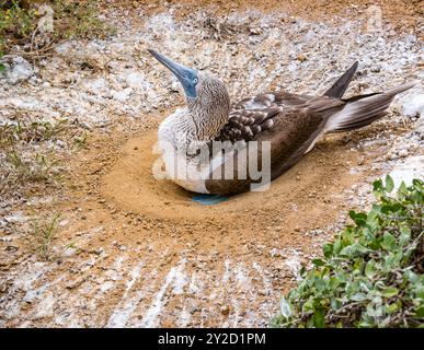 Un nain aux pieds bleus (Sula nebouxii) assis sur des œufs dans un nid, île de San Cristobal, Galapagos Banque D'Images