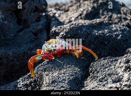 Gros plan du crabe Sally Lightfoot (Grapsus grapsus) sur un rocher, île de Santa Cruz, Galapagos Banque D'Images