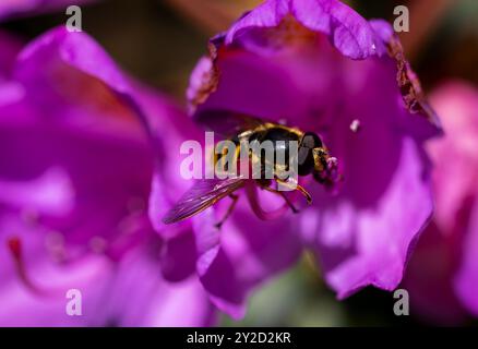 Hoverfly 'Sericomyia silentis' se nourrissant de fleurs de Rhododendron rose vif. Gros plan d'un insecte ailé. Wicklow, Irlande Banque D'Images