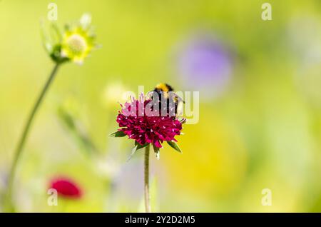 Bourdon précoce Bombus pratorum se nourrit de nectar de fleur rouge cramoisi Scabious ou de fleur en coussinet. Gros plan de l'insecte insecte. Wicklow, Irlande Banque D'Images