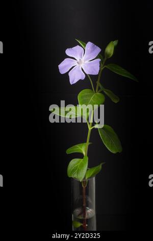 fleur de pervenche dans un vase en verre sur un fond noir Banque D'Images