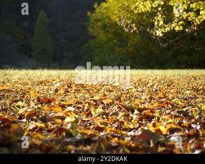 Feuilles jaunes d'automne tombées recouvrant le sol. Banque D'Images