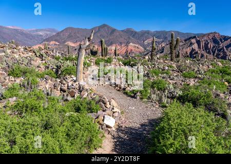 Cardón et cactus de barbarie dans les ruines non excavées de la Pucara de Tilcara, un site archéologique préhispanique près de Tilcara, Argentine. Le s vert Banque D'Images