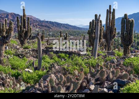 Cardón et cactus de barbarie dans les ruines non excavées de la Pucara de Tilcara, un site archéologique préhispanique près de Tilcara, Argentine. Le s vert Banque D'Images