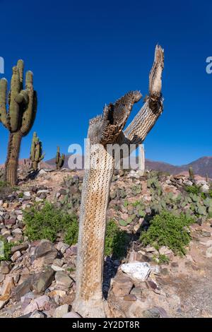 Cardón squelette de cactus dans les ruines non excavées de la Pucara de Tilcara, un site archéologique préhispanique près de Tilcara, Argentine. Banque D'Images