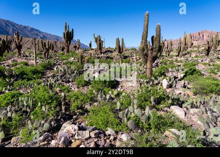 Cardón et cactus de barbarie dans les ruines non excavées de la Pucara de Tilcara, un site archéologique préhispanique près de Tilcara, Argentine. Le s vert Banque D'Images