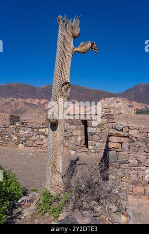 Cardón squelette de cactus dans les ruines de la Pucara de Tilcara, un site archéologique préhispanique près de Tilcara, Argentine. Banque D'Images