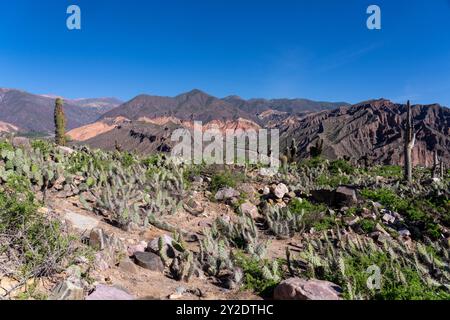 Cardón et cactus de barbarie dans les ruines non excavées de la Pucara de Tilcara, un site archéologique préhispanique près de Tilcara, Argentine. Le s vert Banque D'Images