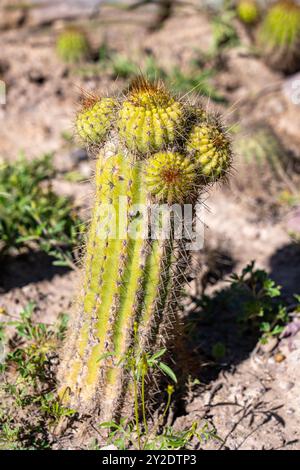 Petit Cardon Cactus, Soehrensia schickendantzii, dans le jardin Botánico de Altura près de Tilcara, Argentine. Banque D'Images