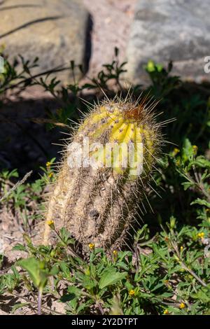 Petit Cardon Cactus, Soehrensia schickendantzii, dans le jardin Botánico de Altura près de Tilcara, Argentine. Banque D'Images