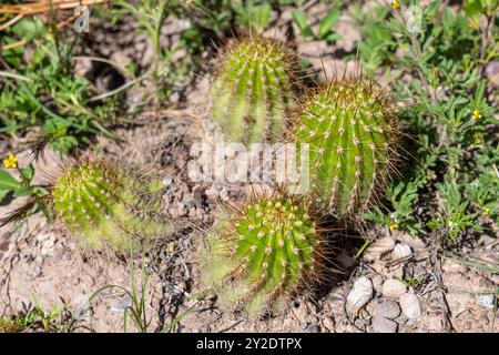 Petit Cardon Cactus, Soehrensia schickendantzii, dans le jardin Botánico de Altura près de Tilcara, Argentine. Banque D'Images