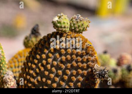 Oreilles de lapin Cactus, Opuntia microdasys, dans le jardin Botánico de Altura près de Tilcara, Argentine. Banque D'Images