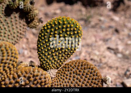 Oreilles de lapin Cactus, Opuntia microdasys, dans le jardin Botánico de Altura près de Tilcara, Argentine. Banque D'Images