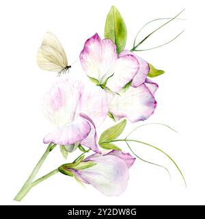 Illustration aquarelle dessinée à la main de fleurs de pois parfumées dans des couleurs pastel. Convient pour les conceptions de cartes, les textiles et le scrapbooking Banque D'Images