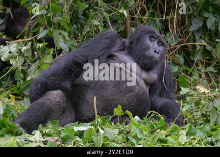 Un dos argenté repose dans la forêt impénétrable de Bwindi en Ouganda Banque D'Images