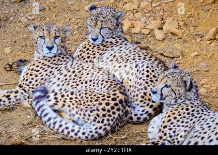 Trois guépards (Acinonyx jubatus) sont couchés dans l'herbe. Parc naturel de Cabarceno. Cantabrie, Espagne. Banque D'Images