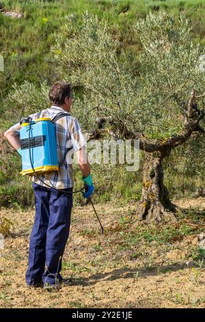 Agriculteur pulvérisant de l'herbicide dans un champ d'oliviers. Bargota, Navarre, Espagne, Europe. Banque D'Images