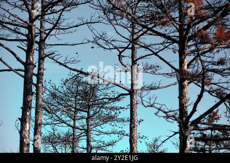 Arbres carbonisés avec des branches brûlées contre un ciel bleu, soulignant la dévastation causée par un feu de forêt à Legarda, Navarre, Espagne. Banque D'Images