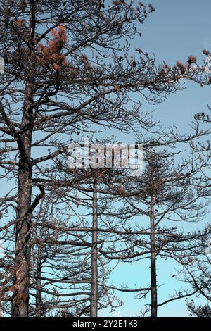 Vue rapprochée de pins carbonisés montrant les conséquences d'un incendie de forêt à Legarda, Navarre, Espagne. Banque D'Images