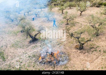 agriculteurs brûlant des branches après avoir élagué des oliviers dans une oliveraie. Vue aérienne. Bargota, Navarre, Espagne, Europe. Banque D'Images