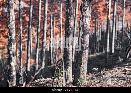 Vue rapprochée d'arbres carbonisés dans une forêt de Legarda, Navarre, montrant la dévastation causée par un feu de forêt. Banque D'Images