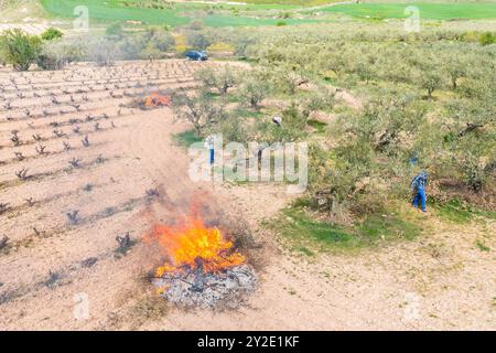 agriculteurs brûlant des branches après avoir élagué des oliviers dans une oliveraie. Vue aérienne. Bargota, Navarre, Espagne, Europe. Banque D'Images