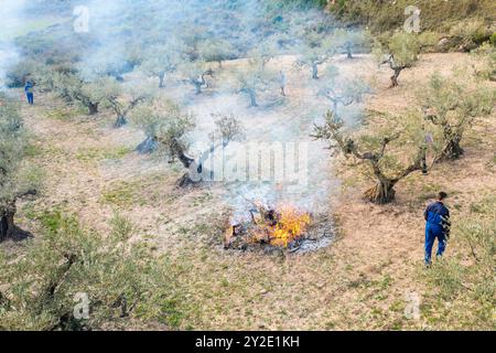 agriculteurs brûlant des branches après avoir élagué des oliviers dans une oliveraie. Vue aérienne. Bargota, Navarre, Espagne, Europe. Banque D'Images