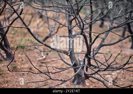 Un gros plan de branches carbonisées sur fond de collines brûlées à Legarda, Navarre, Espagne, montrant la dévastation d'un feu de forêt. Banque D'Images