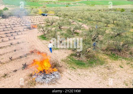 agriculteurs brûlant des branches après avoir élagué des oliviers dans une oliveraie. Vue aérienne. Bargota, Navarre, Espagne, Europe. Banque D'Images