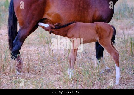 Une mère cheval allaite son petit bébé Banque D'Images